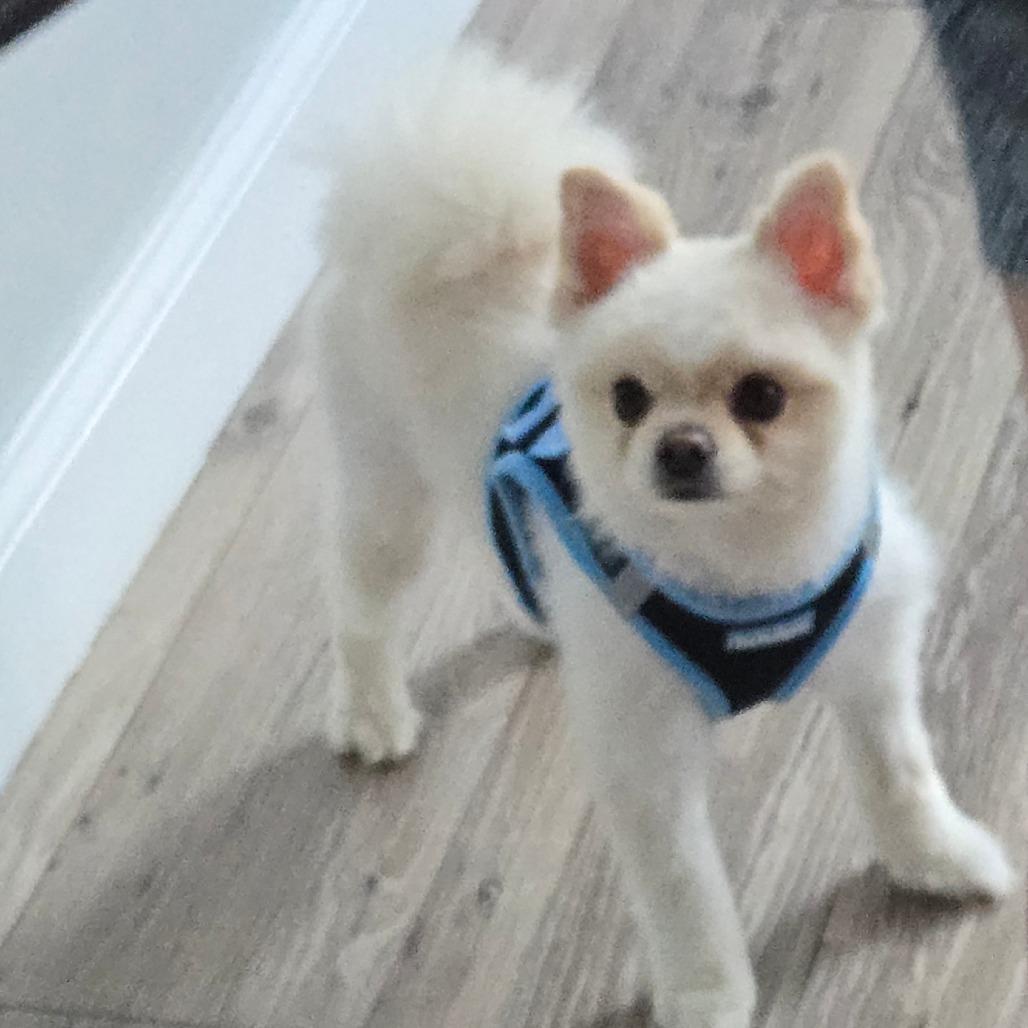 BuddyHowliday AVAILABLE NOW!, a Adoptable Pomeranian in Loves Park, IL image 1/2