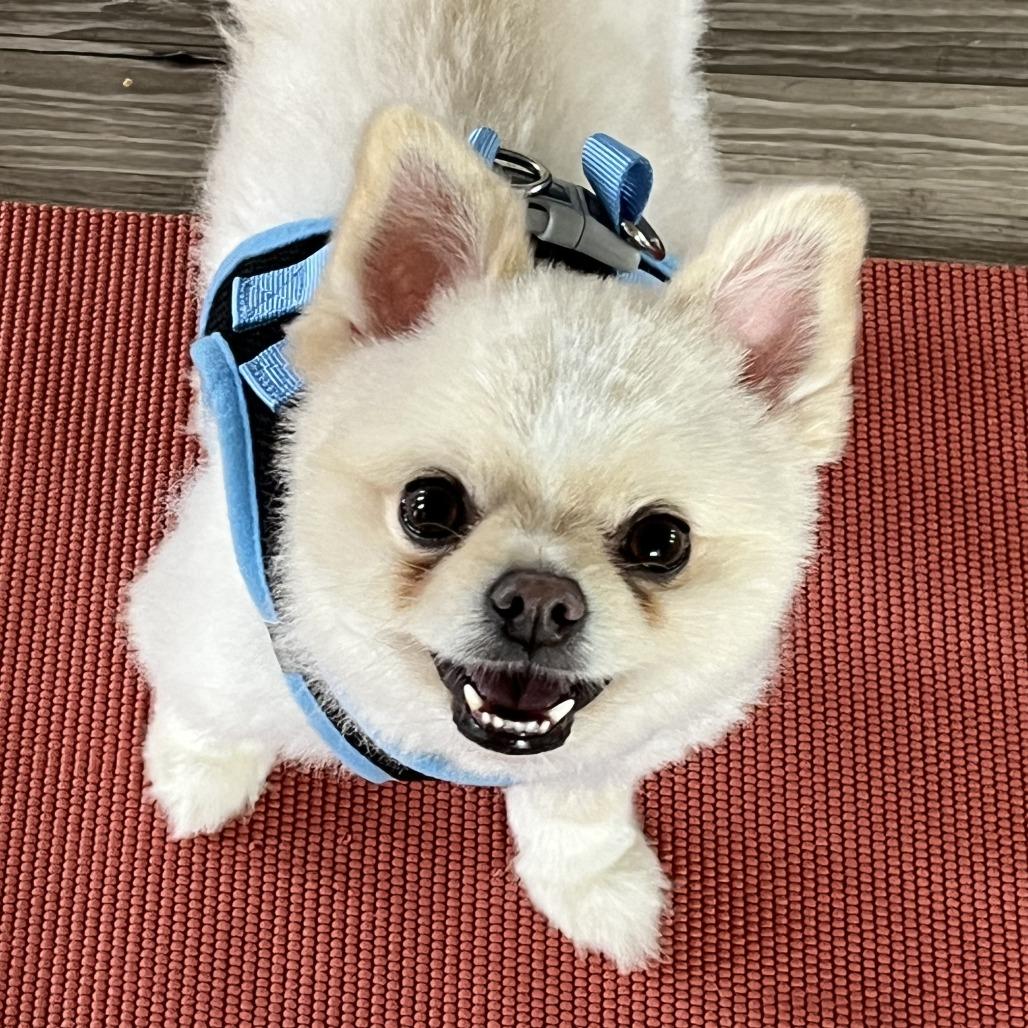BuddyHowliday AVAILABLE NOW!, a Adoptable Pomeranian in Loves Park, IL image 2/2