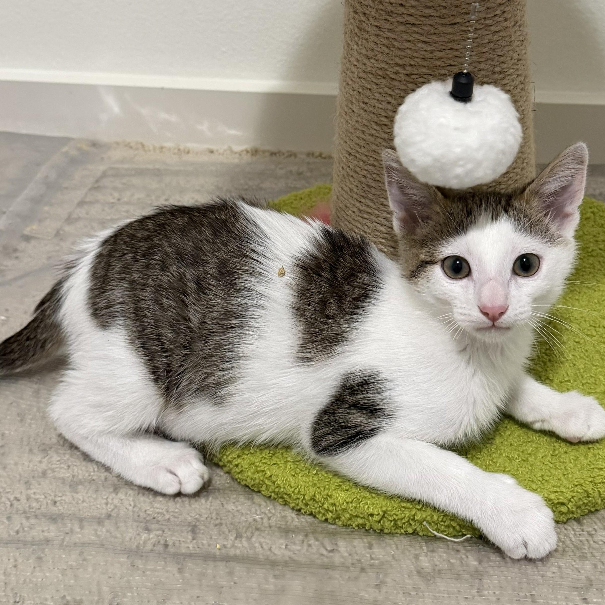 Enlarge Yoshi, a ADOPTABLE mixed breed in Renton, WA image 2/4