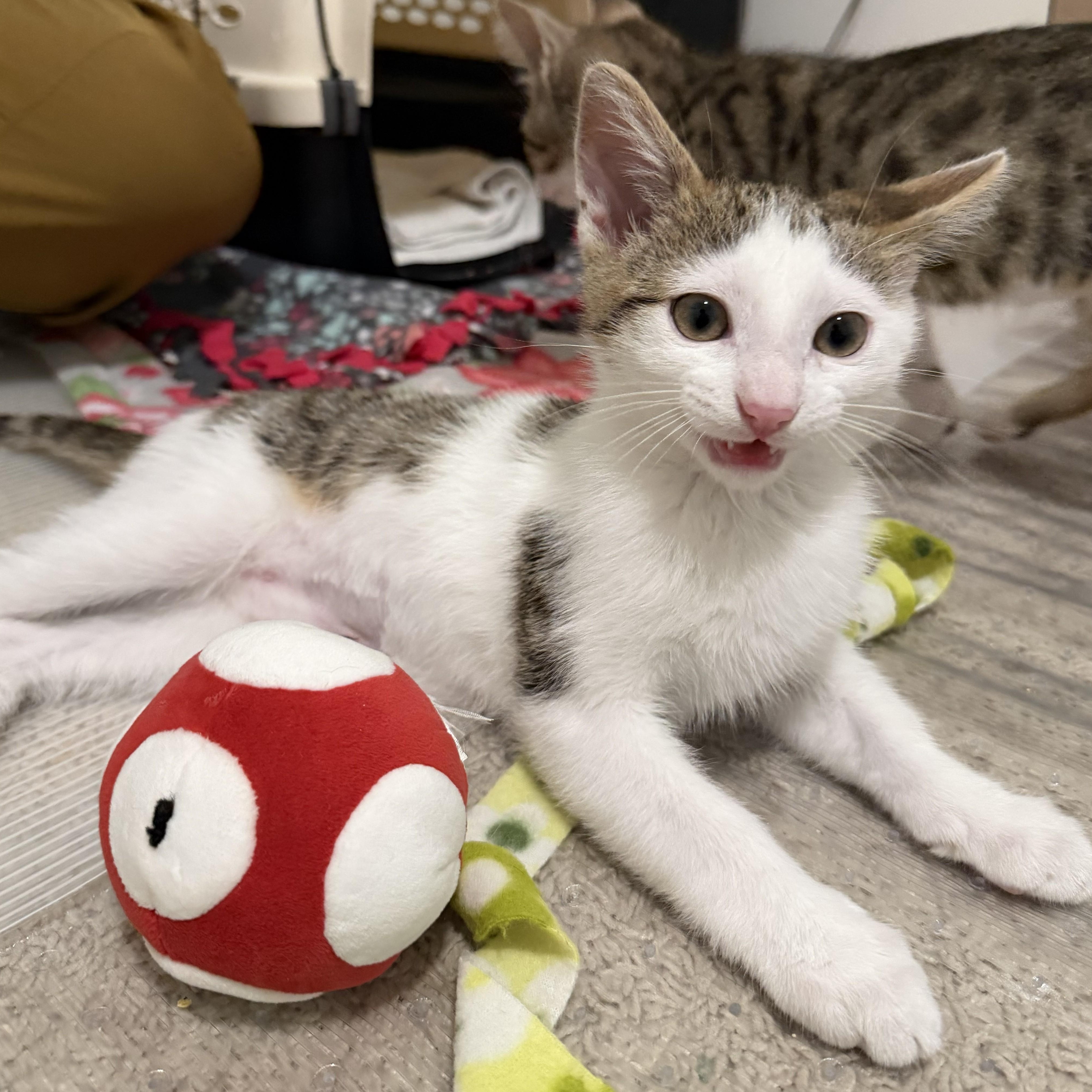 Enlarge Yoshi, a ADOPTABLE mixed breed in Renton, WA image 3/4