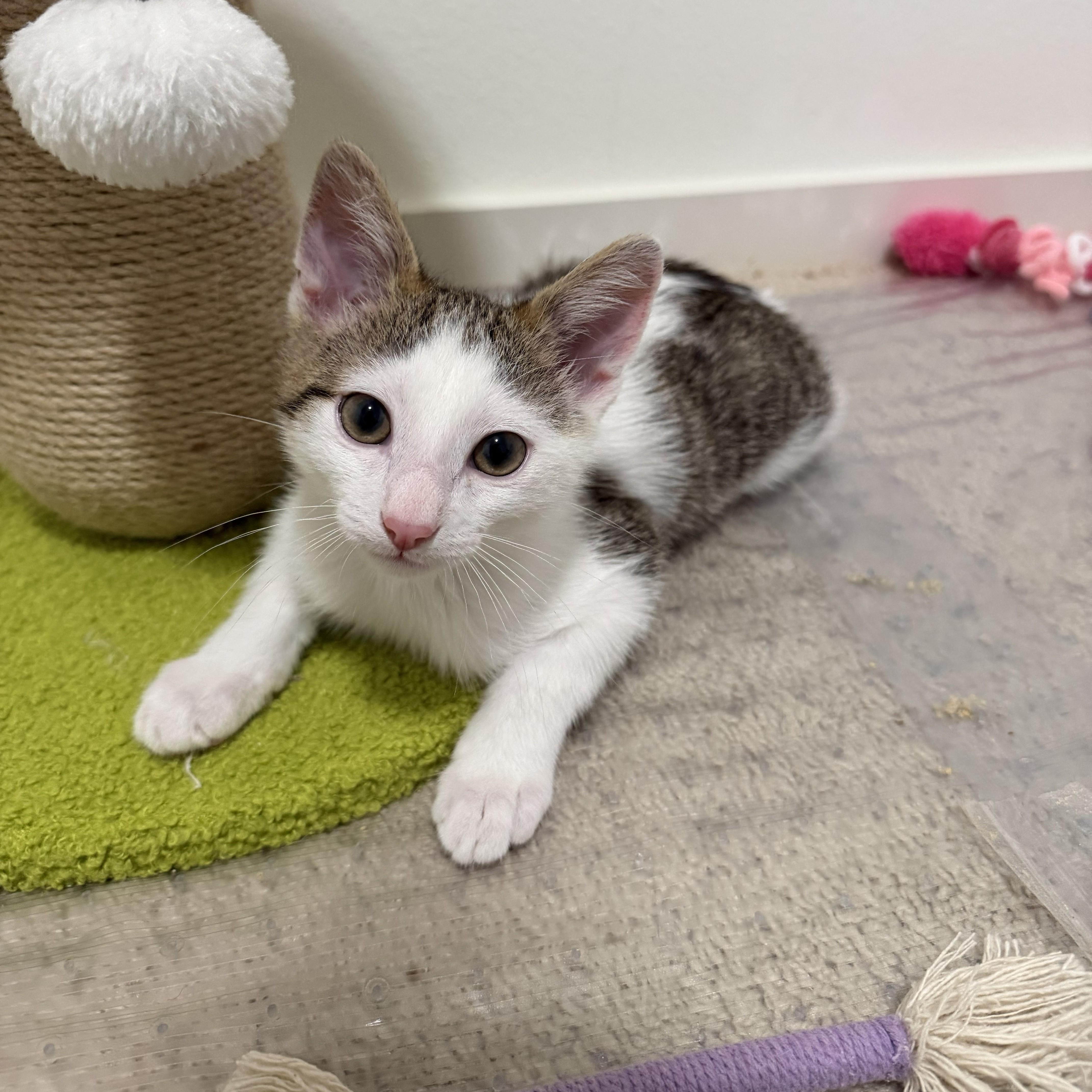 Enlarge Yoshi, a ADOPTABLE mixed breed in Renton, WA image 1/4
