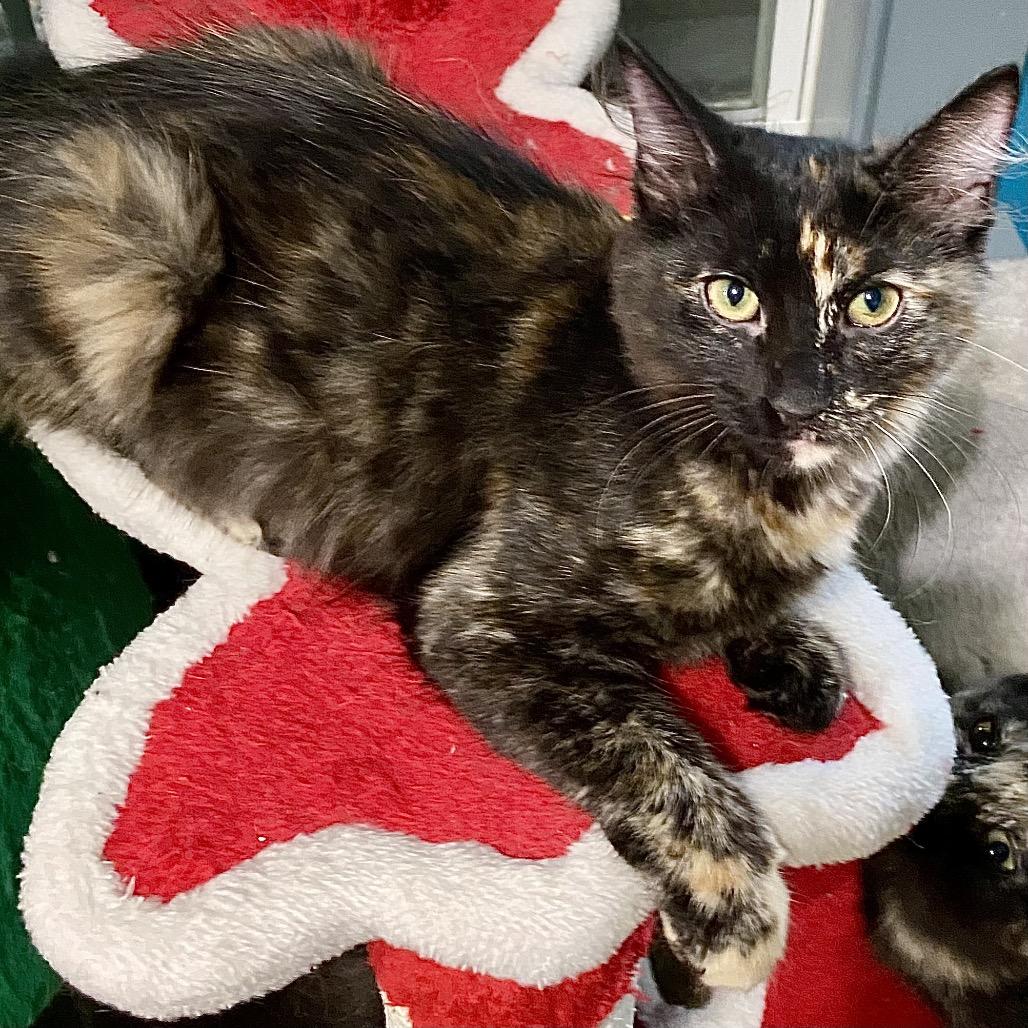 Enlarge Zoe, a Adoptable Domestic Short Hair in Denison, TX image 1/3