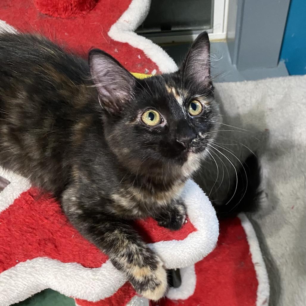 Enlarge Zoe, a Adoptable Domestic Short Hair in Denison, TX image 3/3