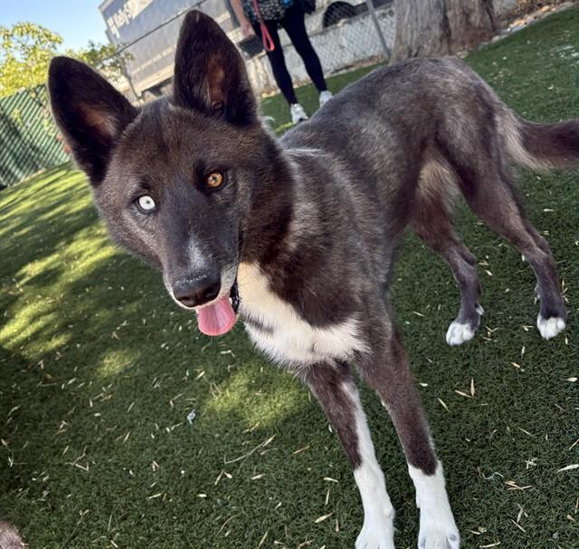 FAITH, Adoptable, Young Female Siberian Husky.