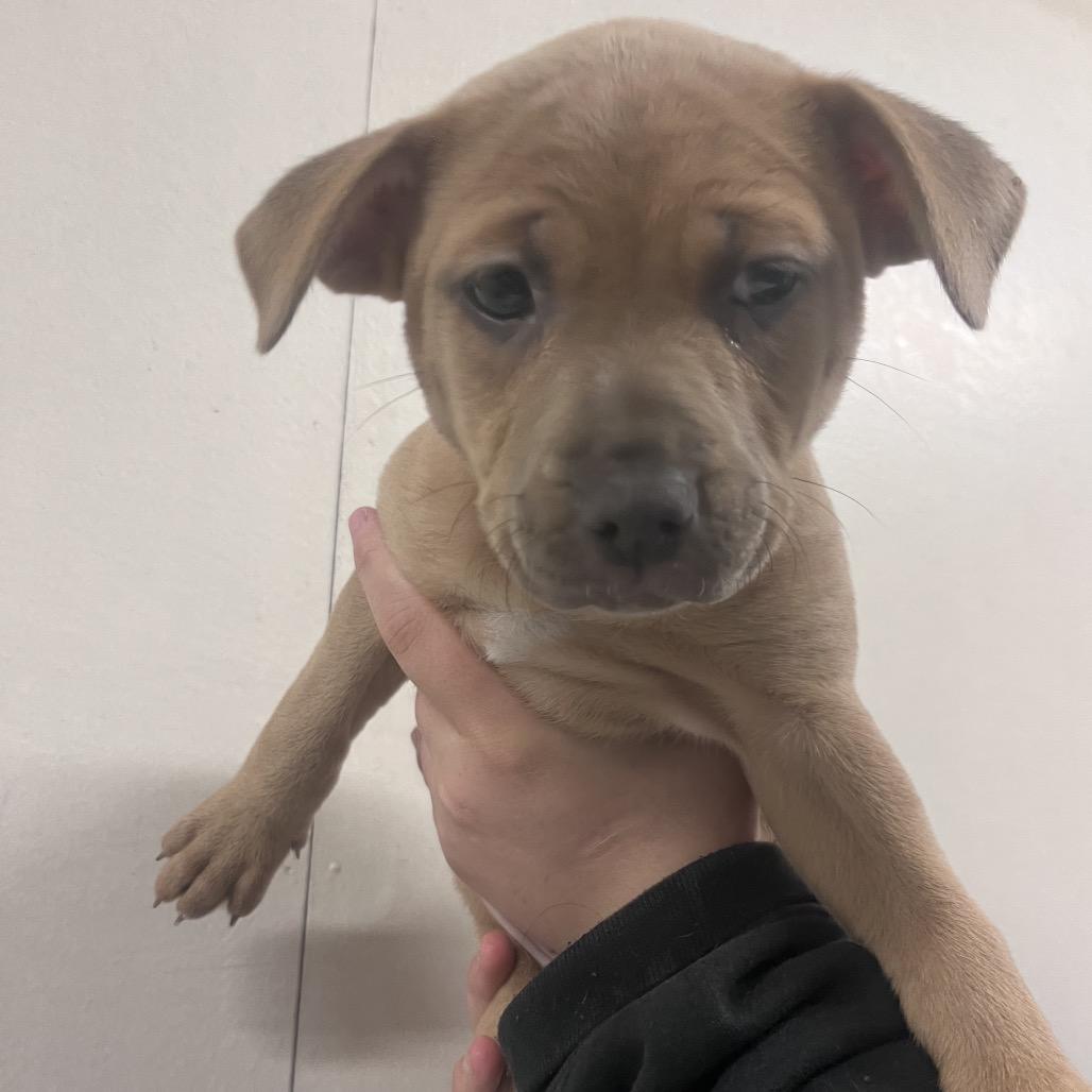 Enlarge Freckles, a Adoptable mixed breed in Allyn, WA image 1/2