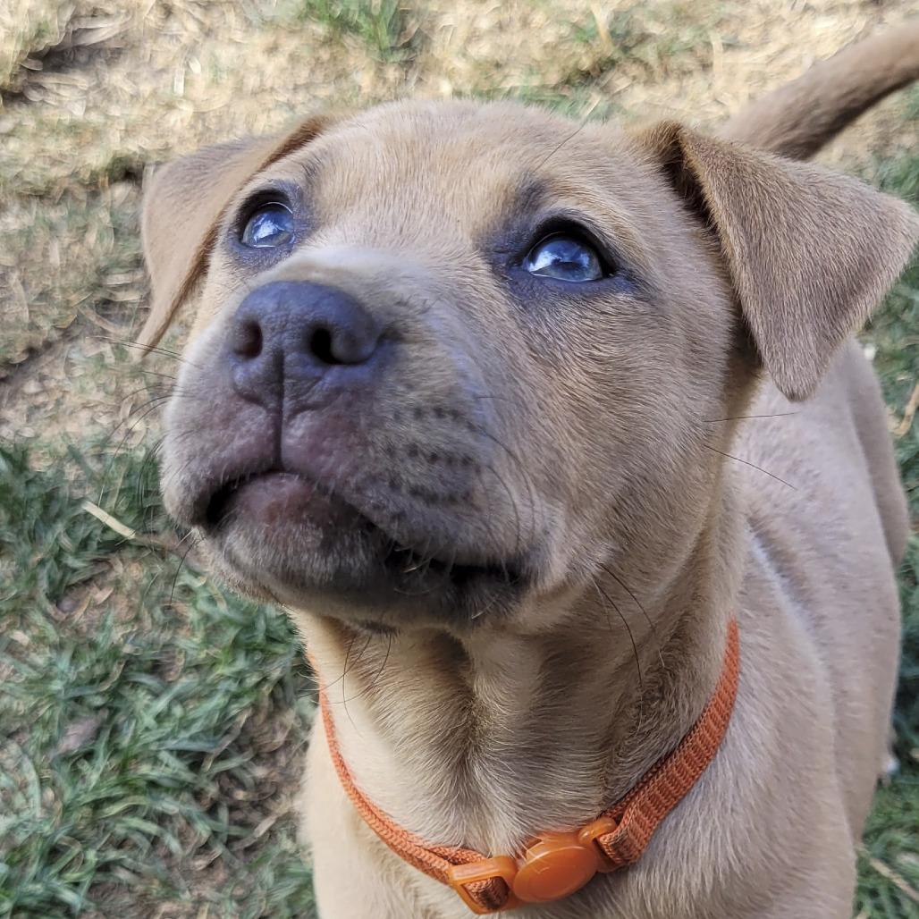 Enlarge Freckles, a Adoptable mixed breed in Allyn, WA image 2/2