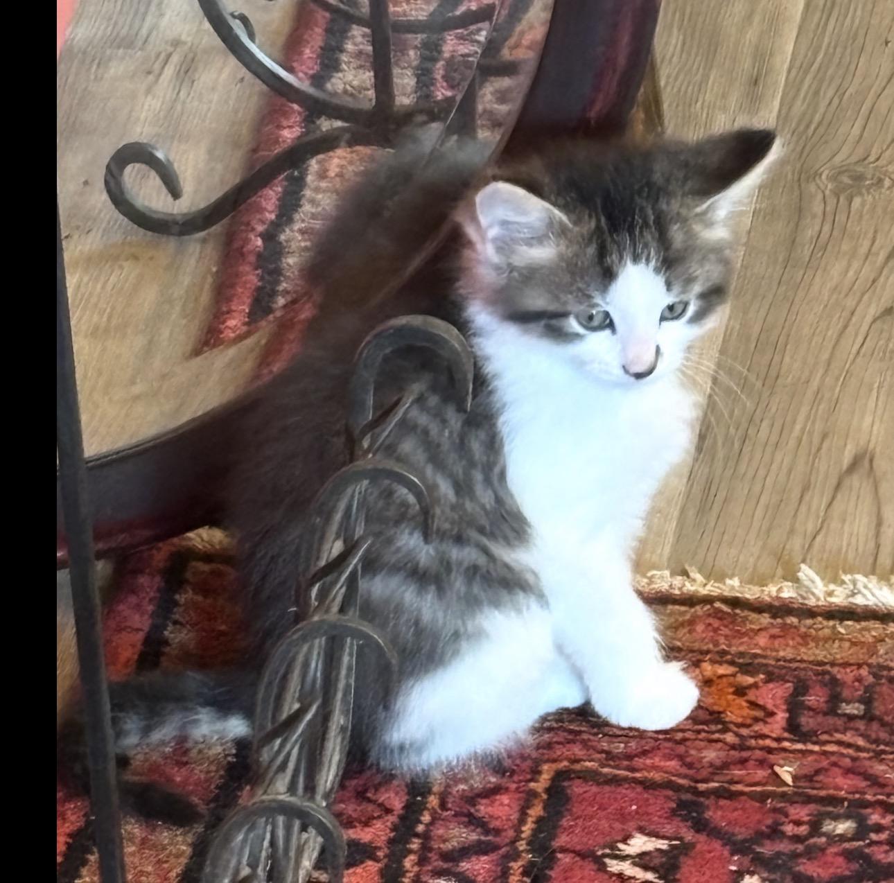 Enlarge Snoop Dogg, a ADOPTABLE Domestic Long Hair in Fredericksburg, VA image 2/2
