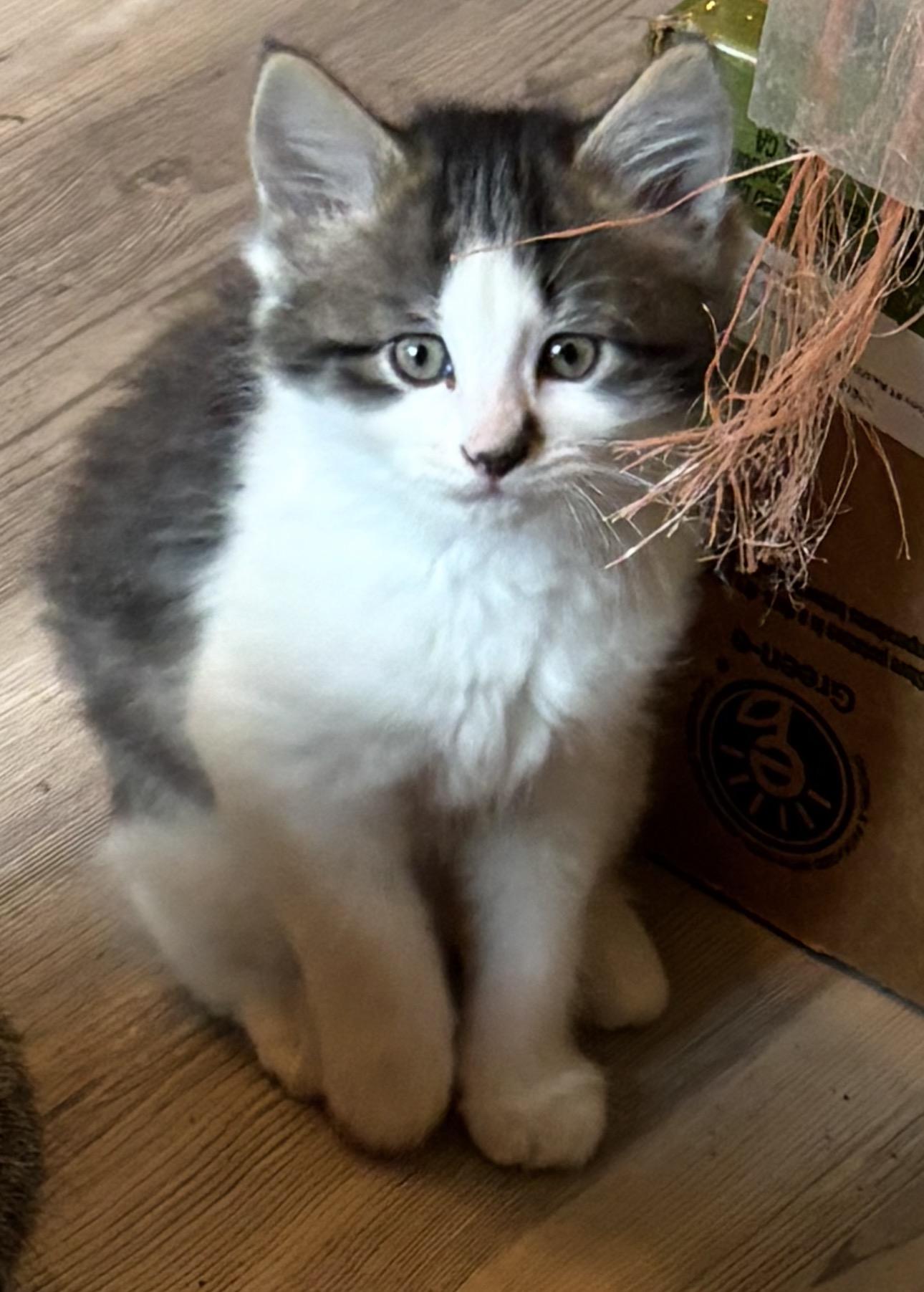 Snoop Dogg, ADOPTABLE, Kitten Male Domestic Long Hair.