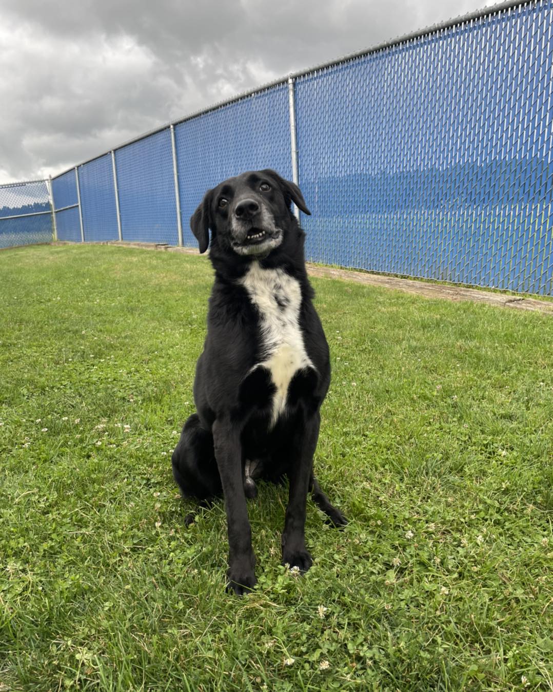 Enlarge Bash, a Adopted Black Labrador Retriever in Millersburg, OH image 1/1