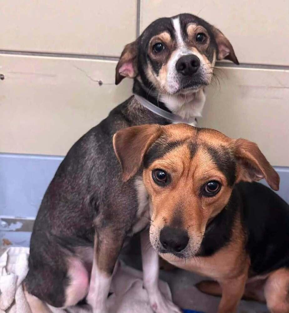 Latte, Adoptable, Adult Male Beagle & Chihuahua.