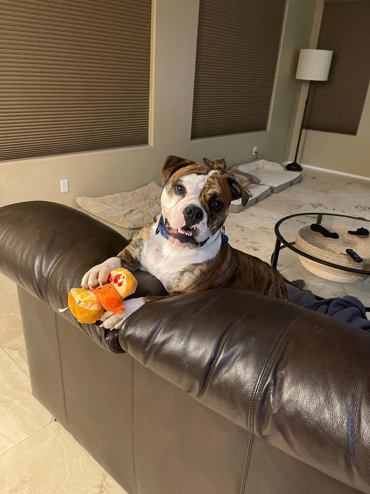 Enlarge Annie, a Adopted English Bulldog in Mesa, AZ image 3/4