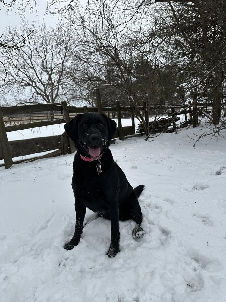 Raven, Adoptable, Adult Female Labrador Retriever.