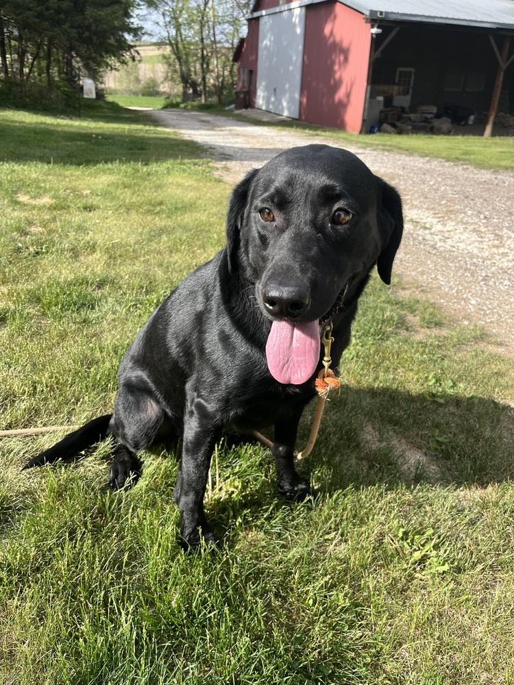 Raven, a Adoptable Labrador Retriever in Lincoln, NE image 2/4