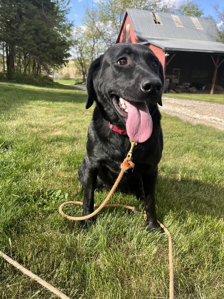 Raven, a Adoptable Labrador Retriever in Lincoln, NE image 3/4