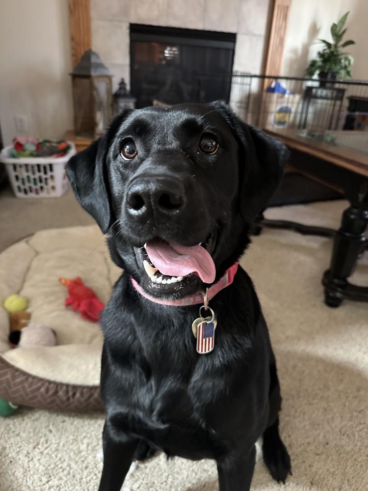 Raven, a Adoptable Labrador Retriever in Lincoln, NE image 4/4