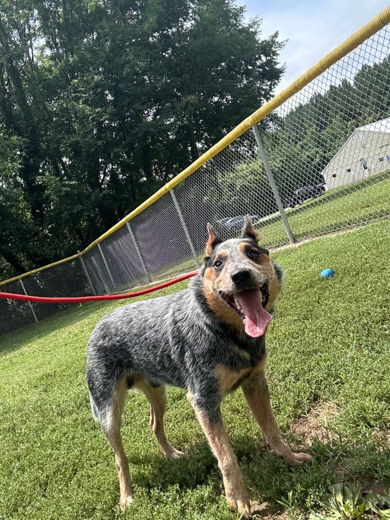 Zeek, a Adoptable Cattle Dog in Mineral, VA image 1/3