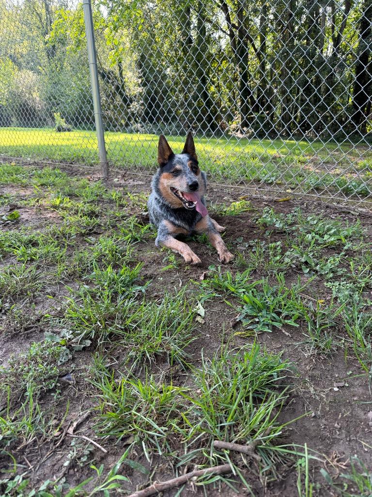 Zeek, a Adoptable Cattle Dog in Mineral, VA image 2/3