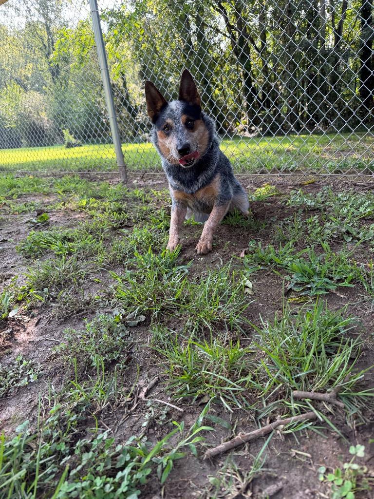 Zeek, a Adoptable Cattle Dog in Mineral, VA image 3/3