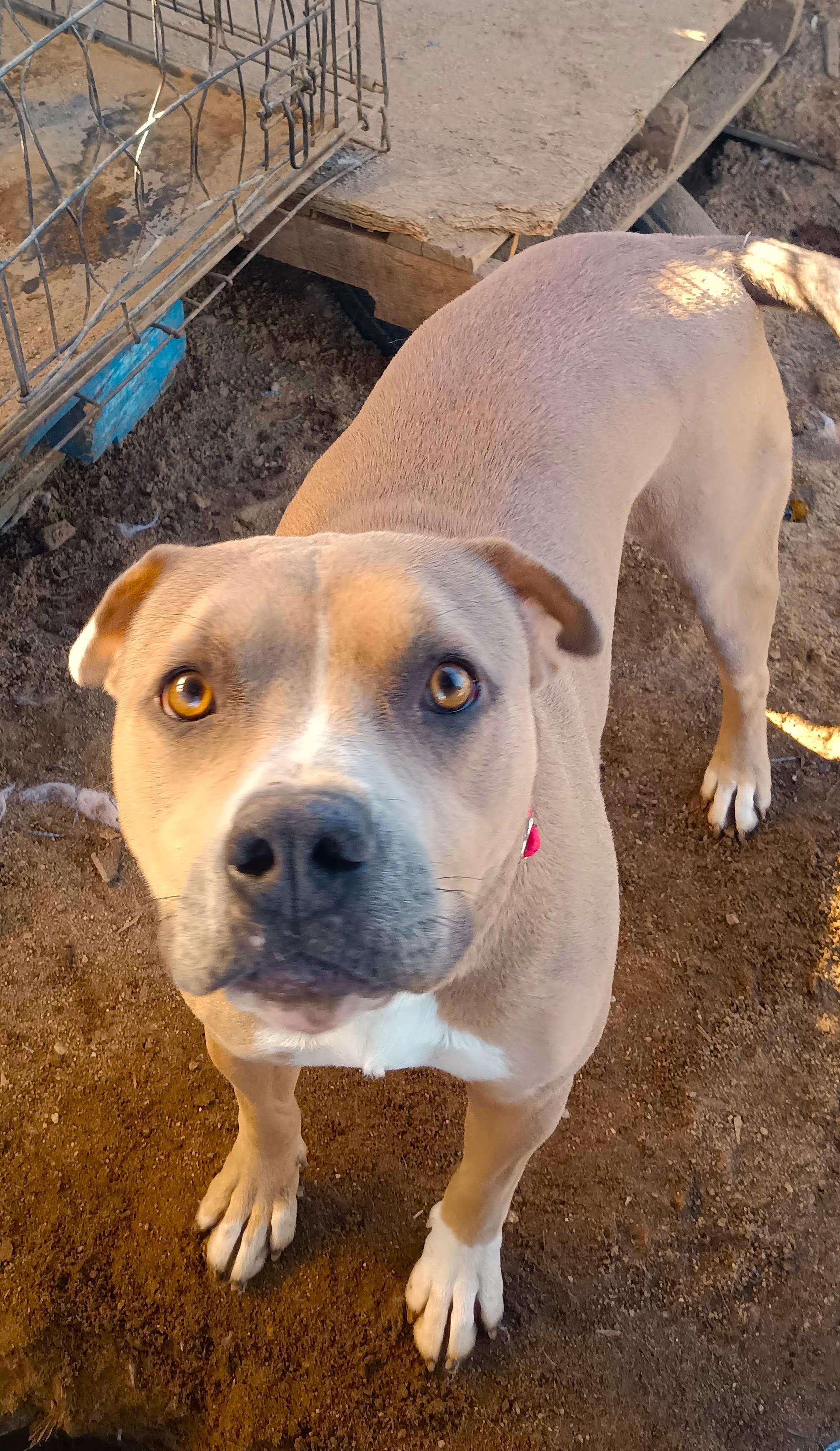 Dandie , a ADOPTABLE Pit Bull Terrier in Des Moines, WA image 6/6