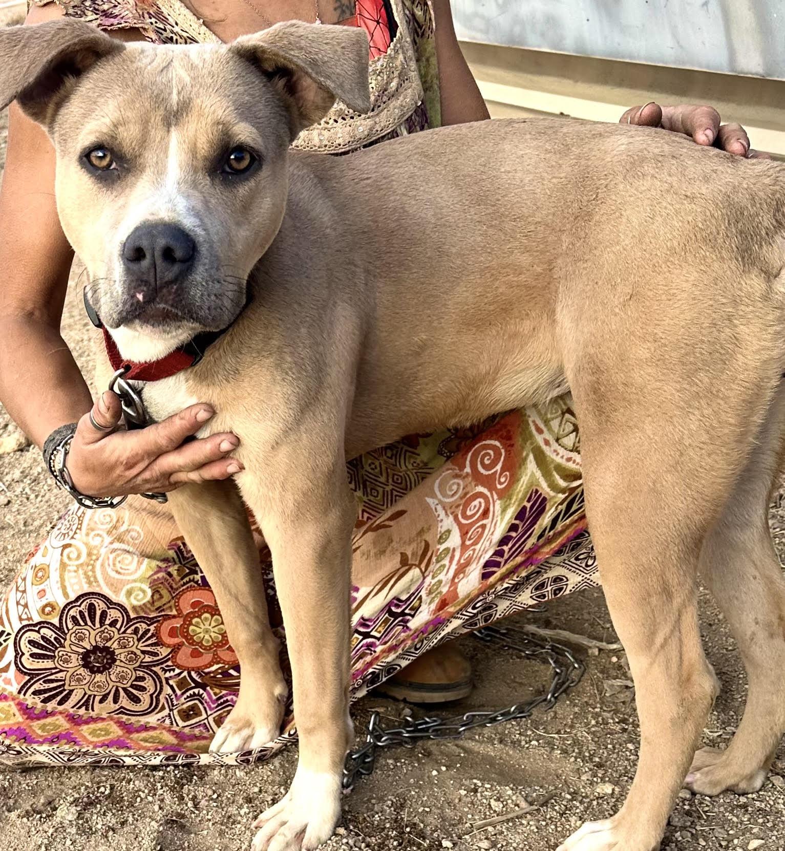 Dandie , a ADOPTABLE Pit Bull Terrier in Des Moines, WA image 3/6