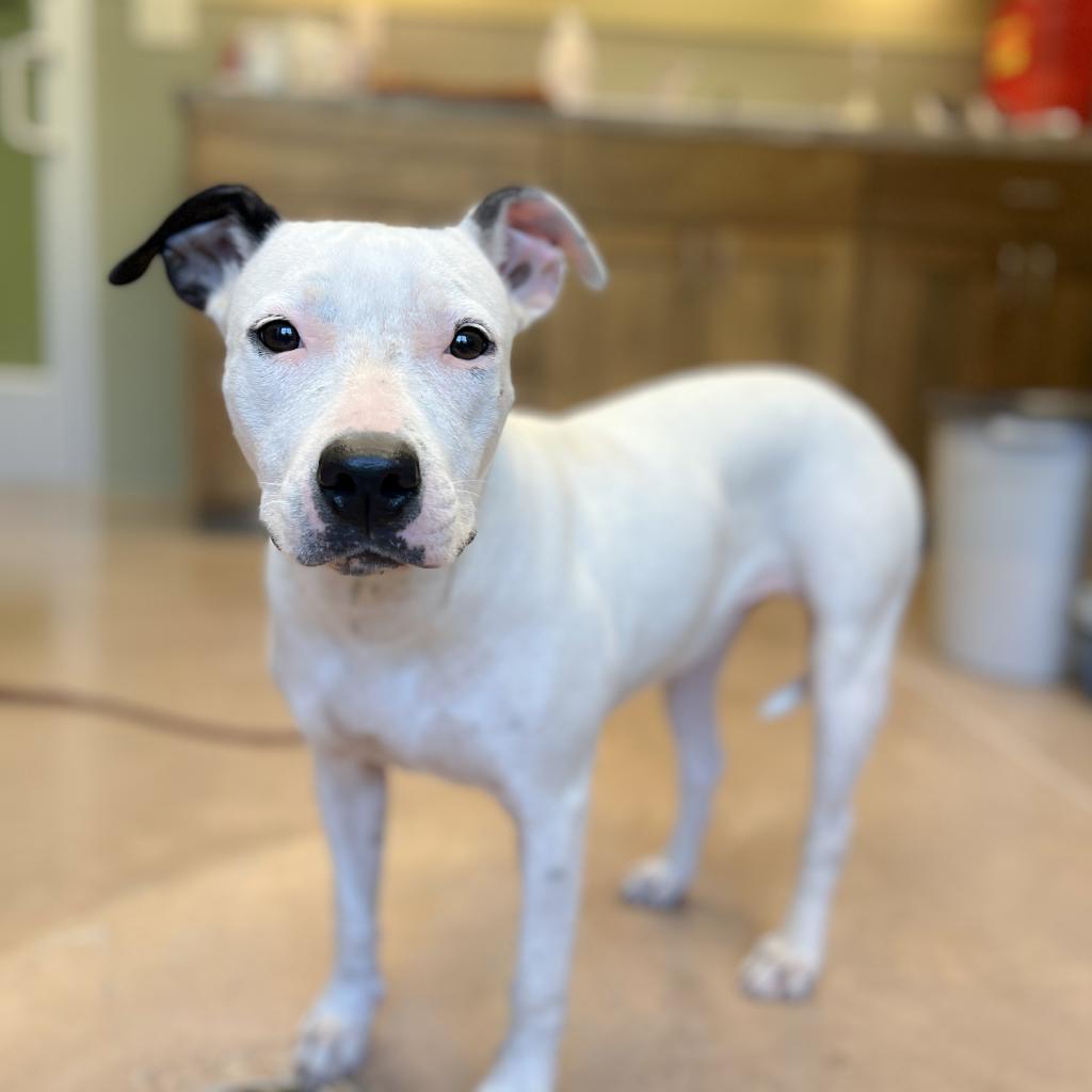 Enlarge RUBY, a Adoptable mixed breed in Kyle, TX image 1/5