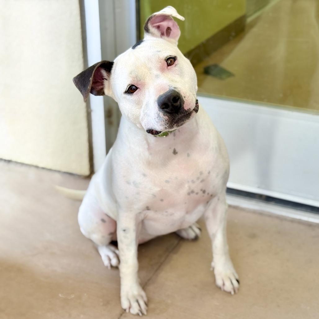 Enlarge RUBY, a Adoptable mixed breed in Kyle, TX image 2/5