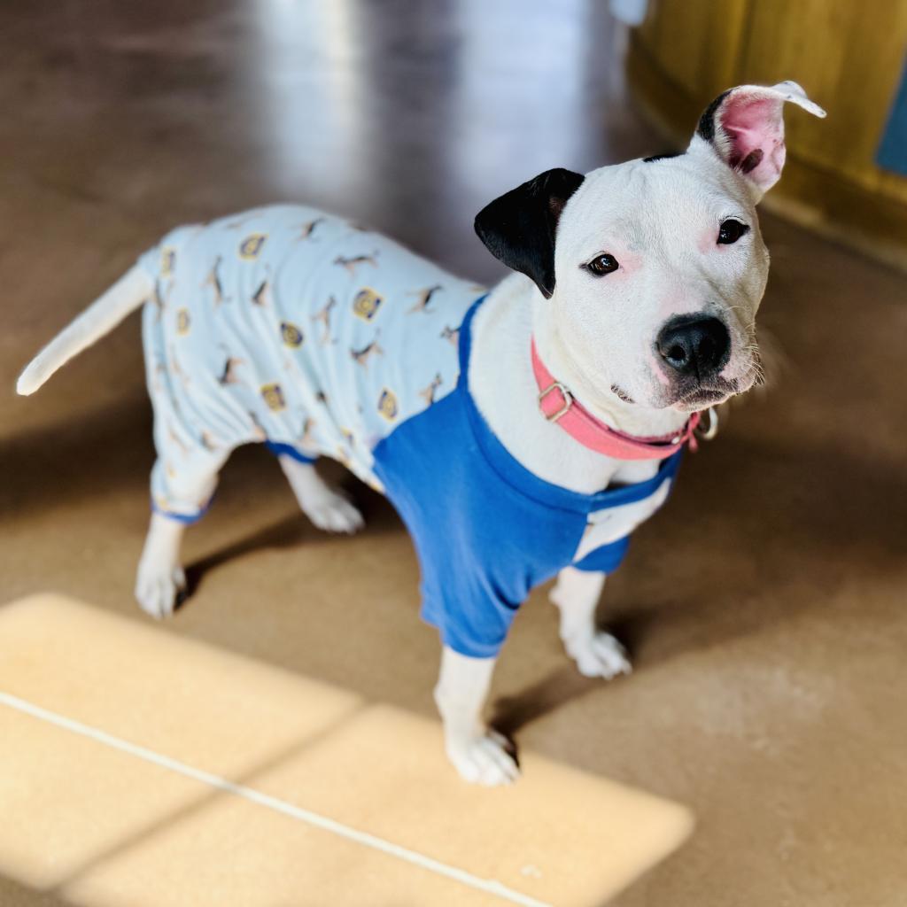 Enlarge RUBY, a Adoptable mixed breed in Kyle, TX image 3/5