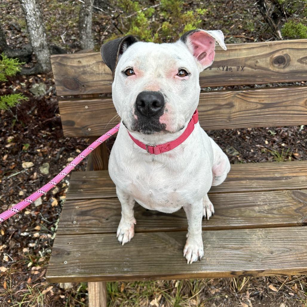 Enlarge RUBY, a Adoptable mixed breed in Kyle, TX image 4/5