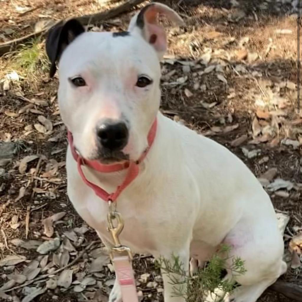 Enlarge RUBY, a Adoptable mixed breed in Kyle, TX image 5/5