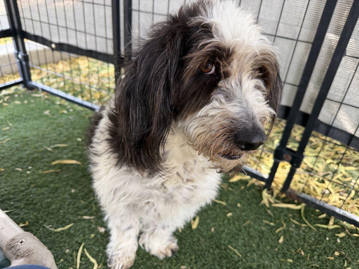 Enlarge Penelope, an adopted Petit Basset Griffon Vendeen in El Paso, TX image 2/5