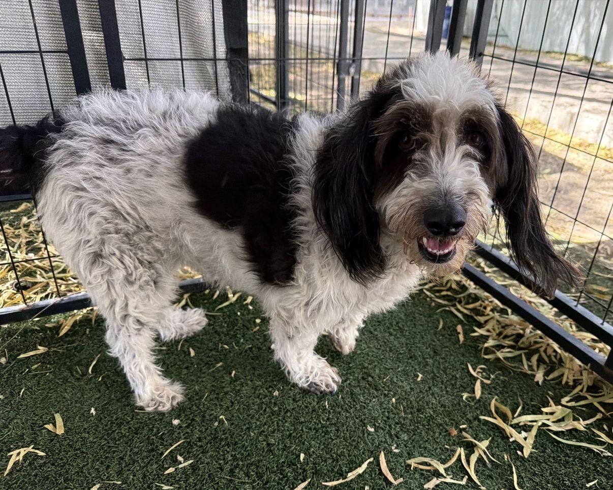 Enlarge Penelope, an adopted Petit Basset Griffon Vendeen in El Paso, TX image 3/5