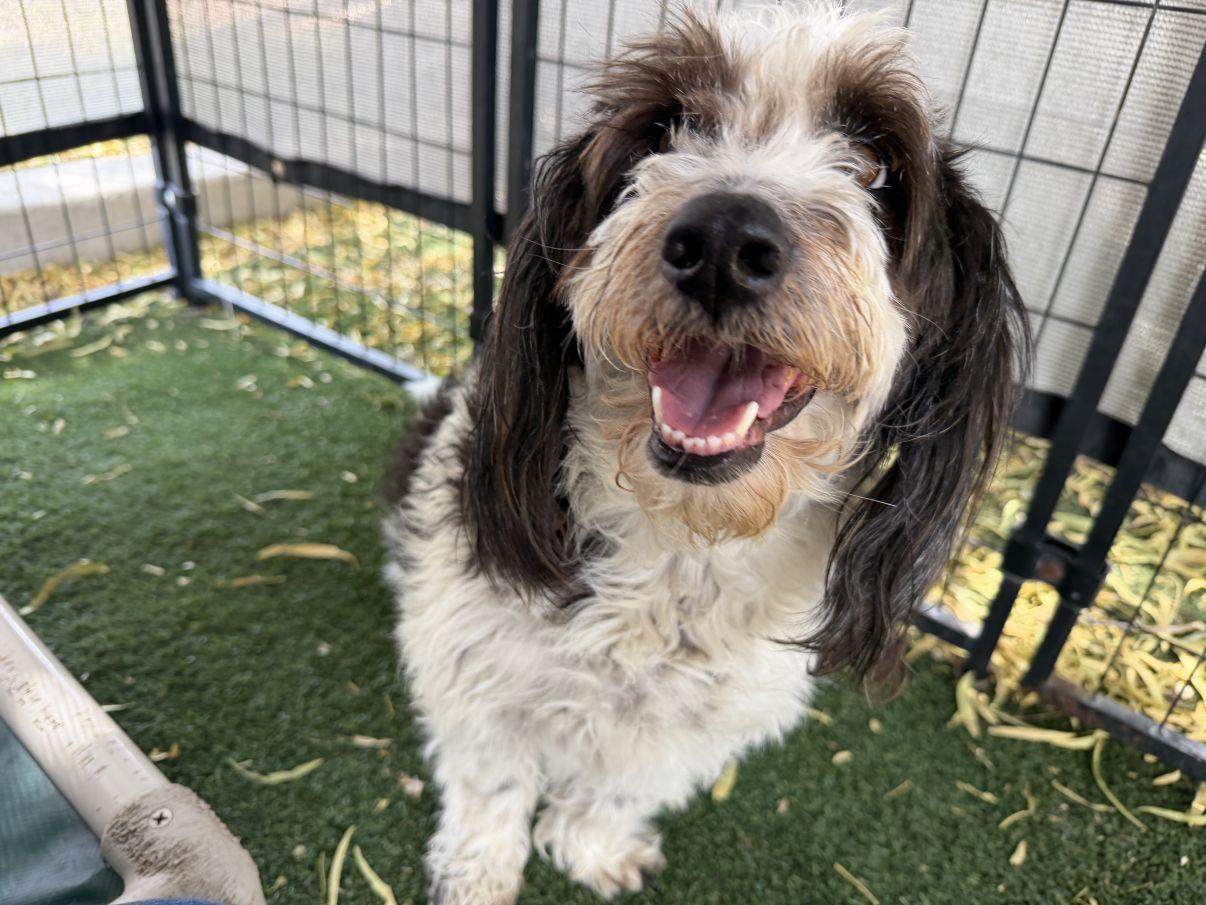 Enlarge Penelope, an adopted Petit Basset Griffon Vendeen in El Paso, TX image 1/5