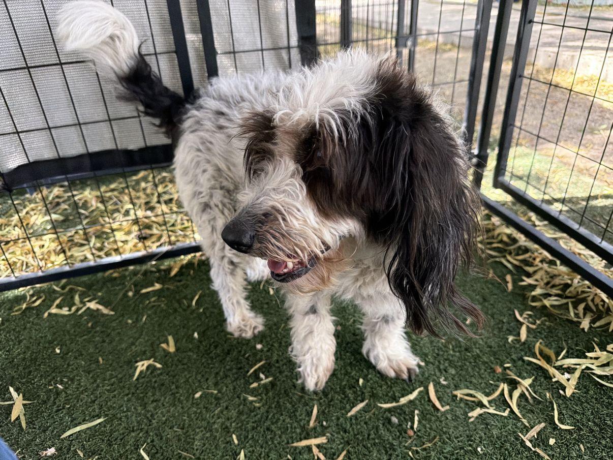 Enlarge Penelope, an adopted Petit Basset Griffon Vendeen in El Paso, TX image 4/5