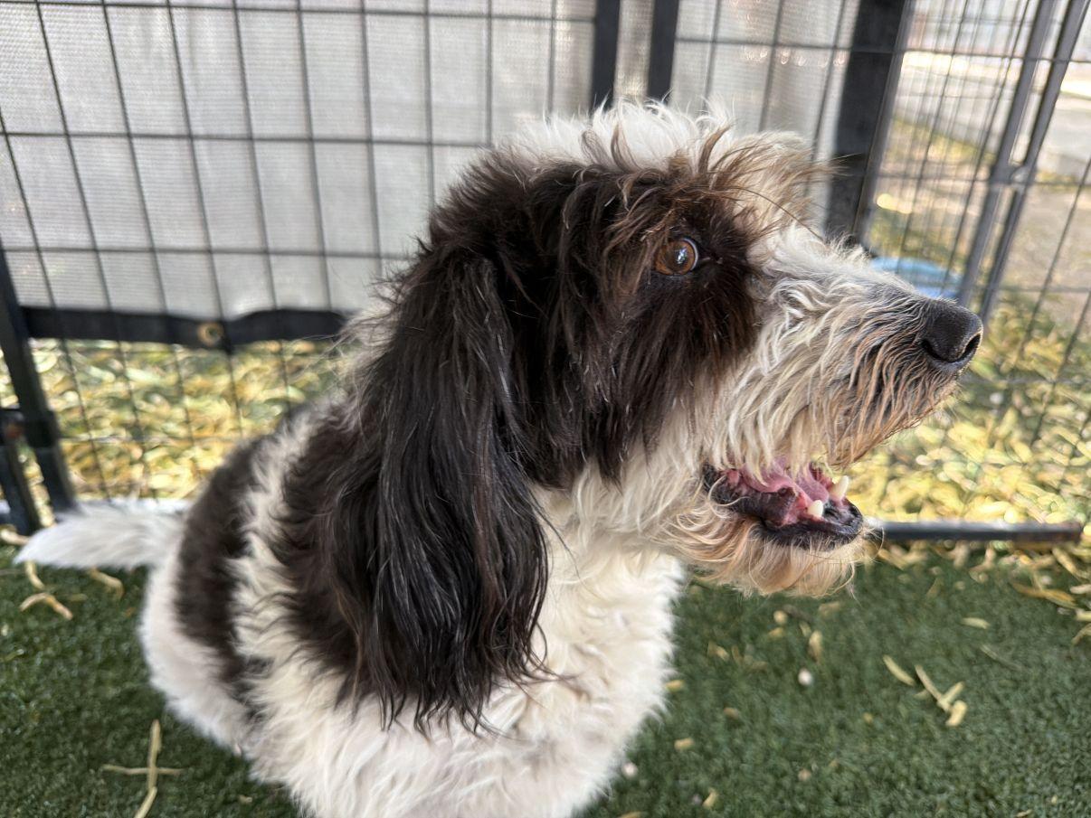 Enlarge Penelope, an adopted Petit Basset Griffon Vendeen in El Paso, TX image 5/5