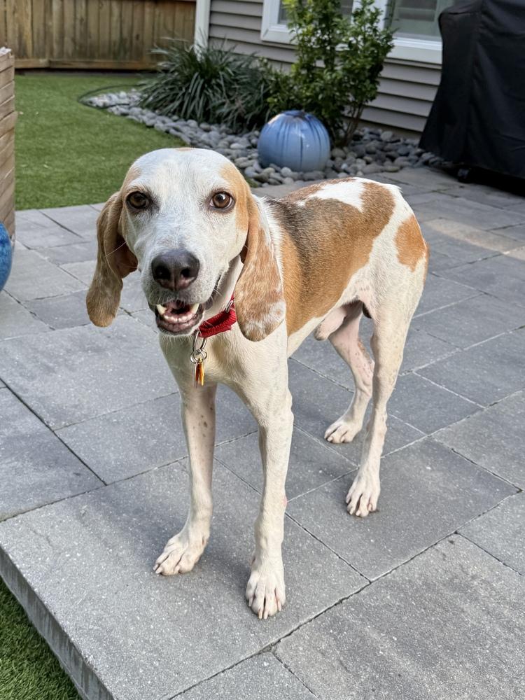Trigger, Adoptable, Adult Male Treeing Walker Coonhound & Hound.