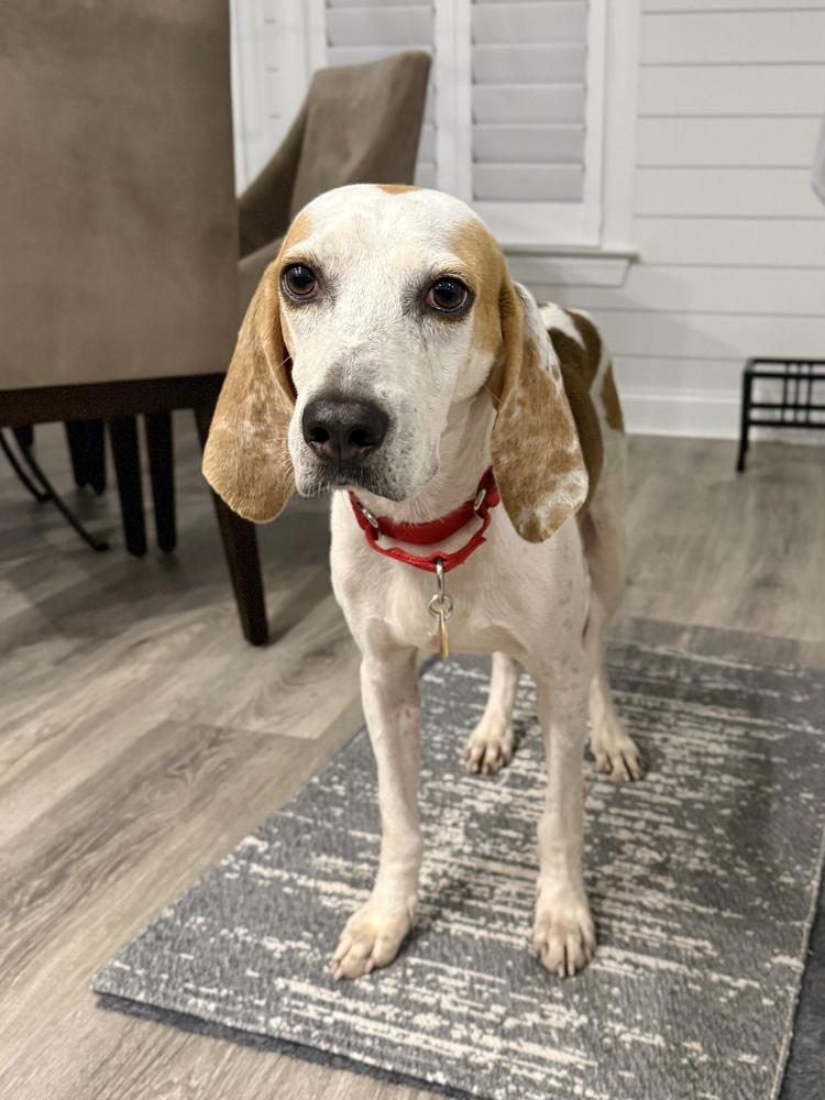 Enlarge Trigger, a Adoptable mixed breed in Charleston, SC image 5/6