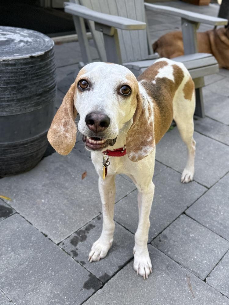 Enlarge Trigger, a Adoptable mixed breed in Charleston, SC image 6/6