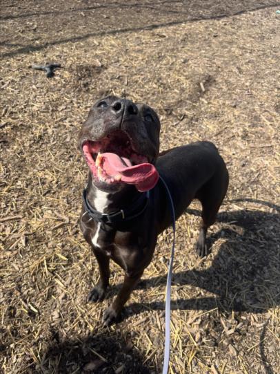 SOOKI, Adoptable, Adult Female Pit Bull Terrier.