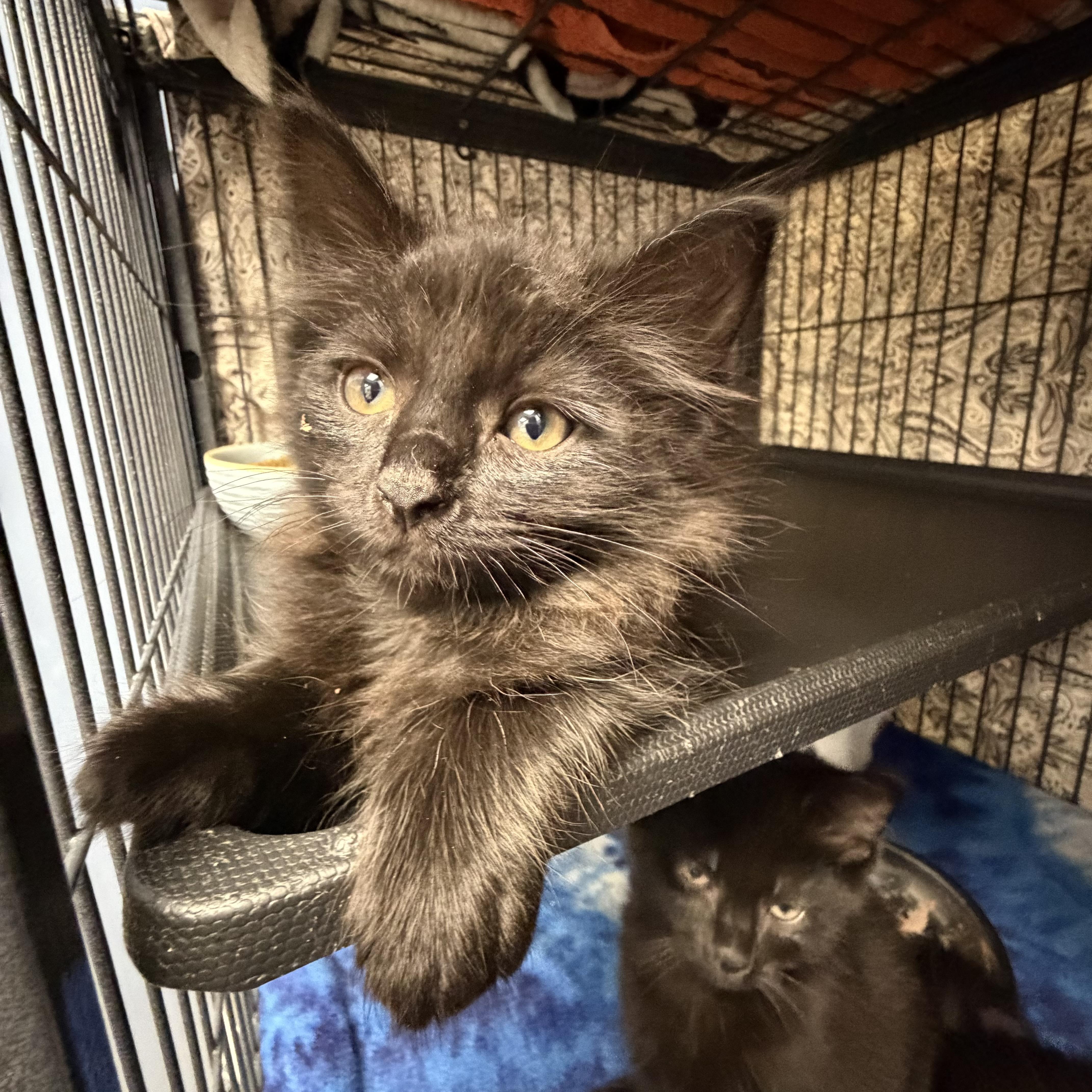 Chewbacca, ADOPTABLE, Kitten Male Domestic Medium Hair.