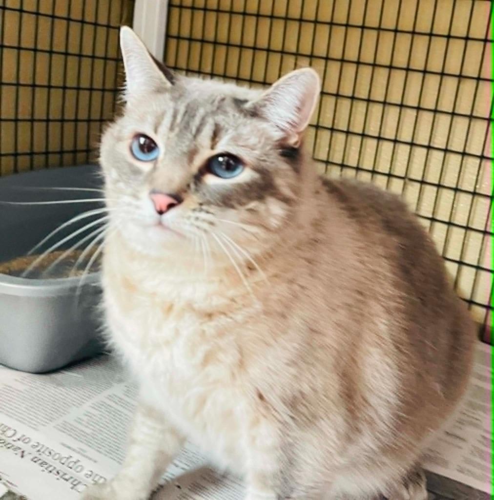 Enlarge Helga, a Adoptable mixed breed in Green River, WY image 3/5