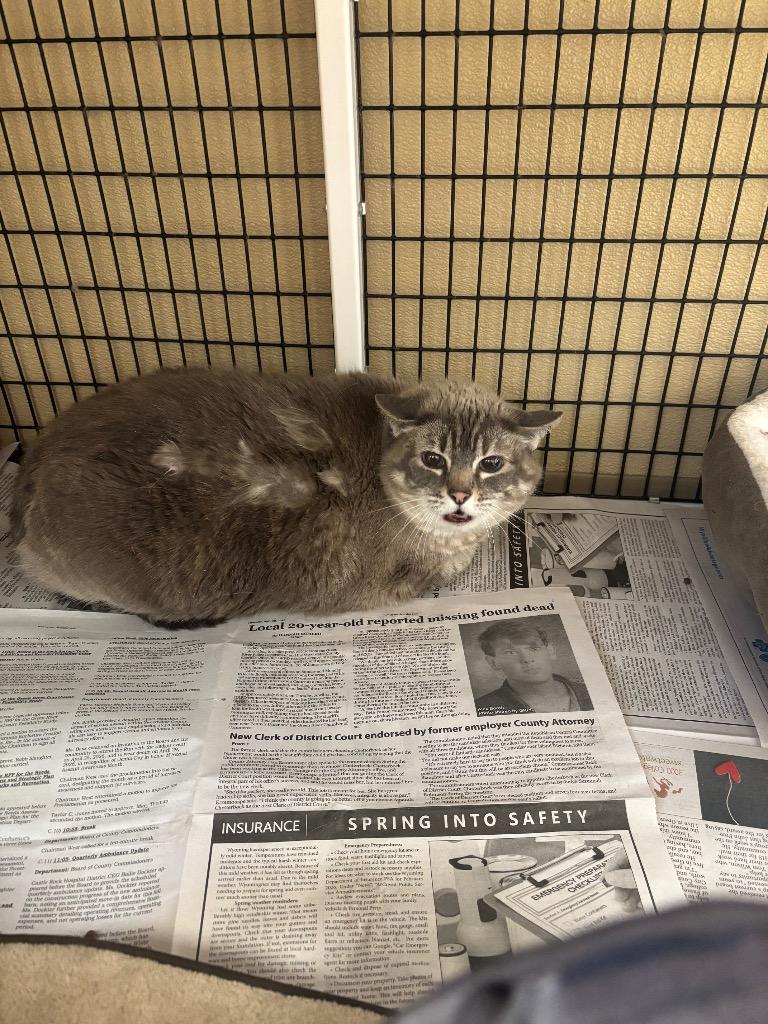 Enlarge Helga, a Adoptable mixed breed in Green River, WY image 4/5