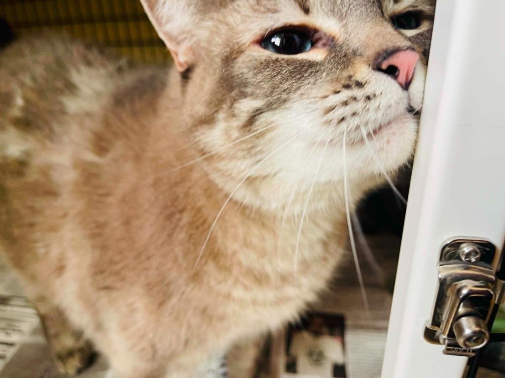 Enlarge Helga, a Adoptable mixed breed in Green River, WY image 5/5
