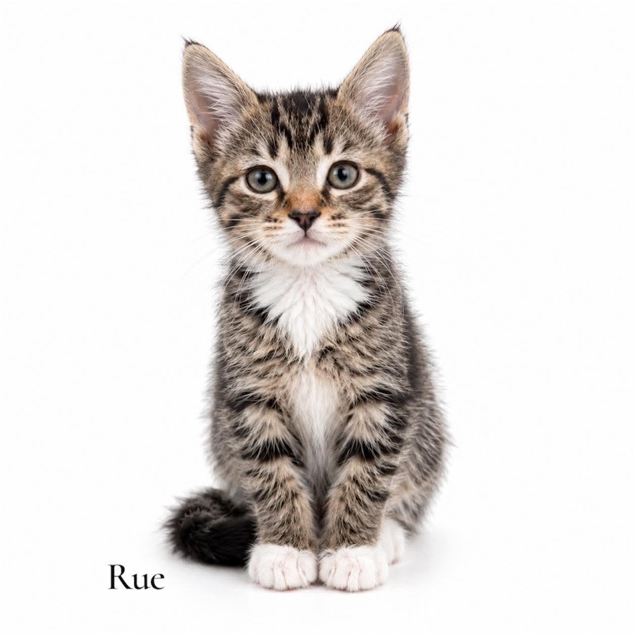Enlarge Rue, an adopted Domestic Short Hair in Stevensville, MI image 1/1