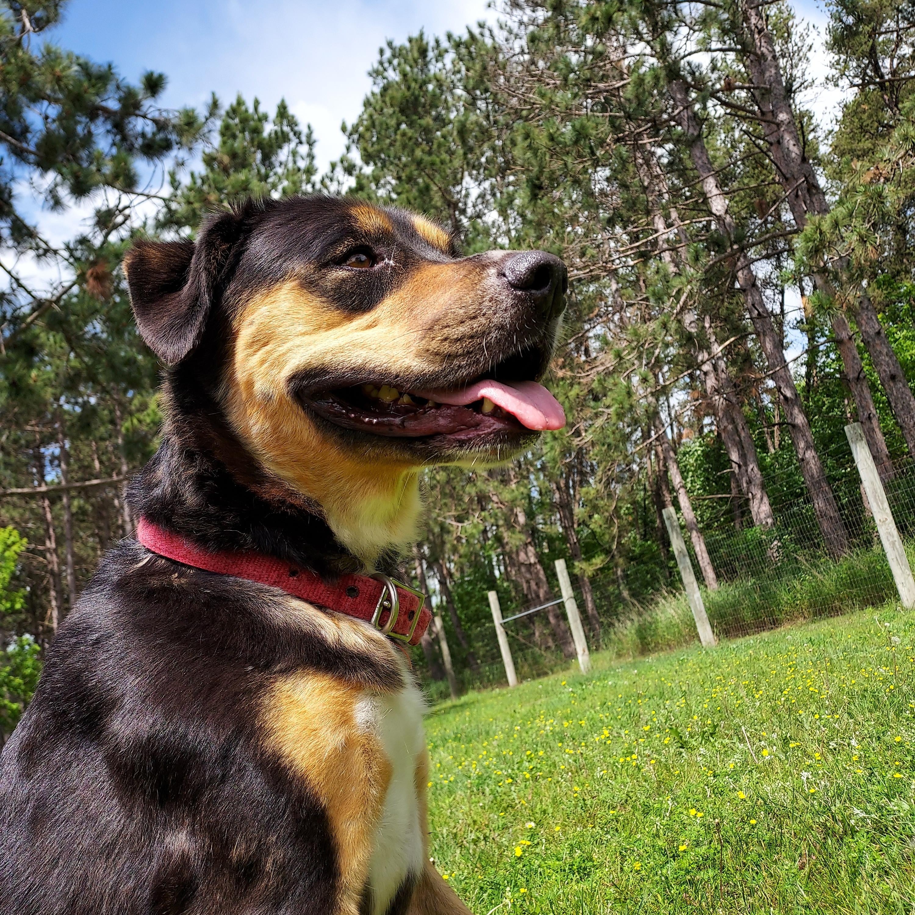 Moxie 2