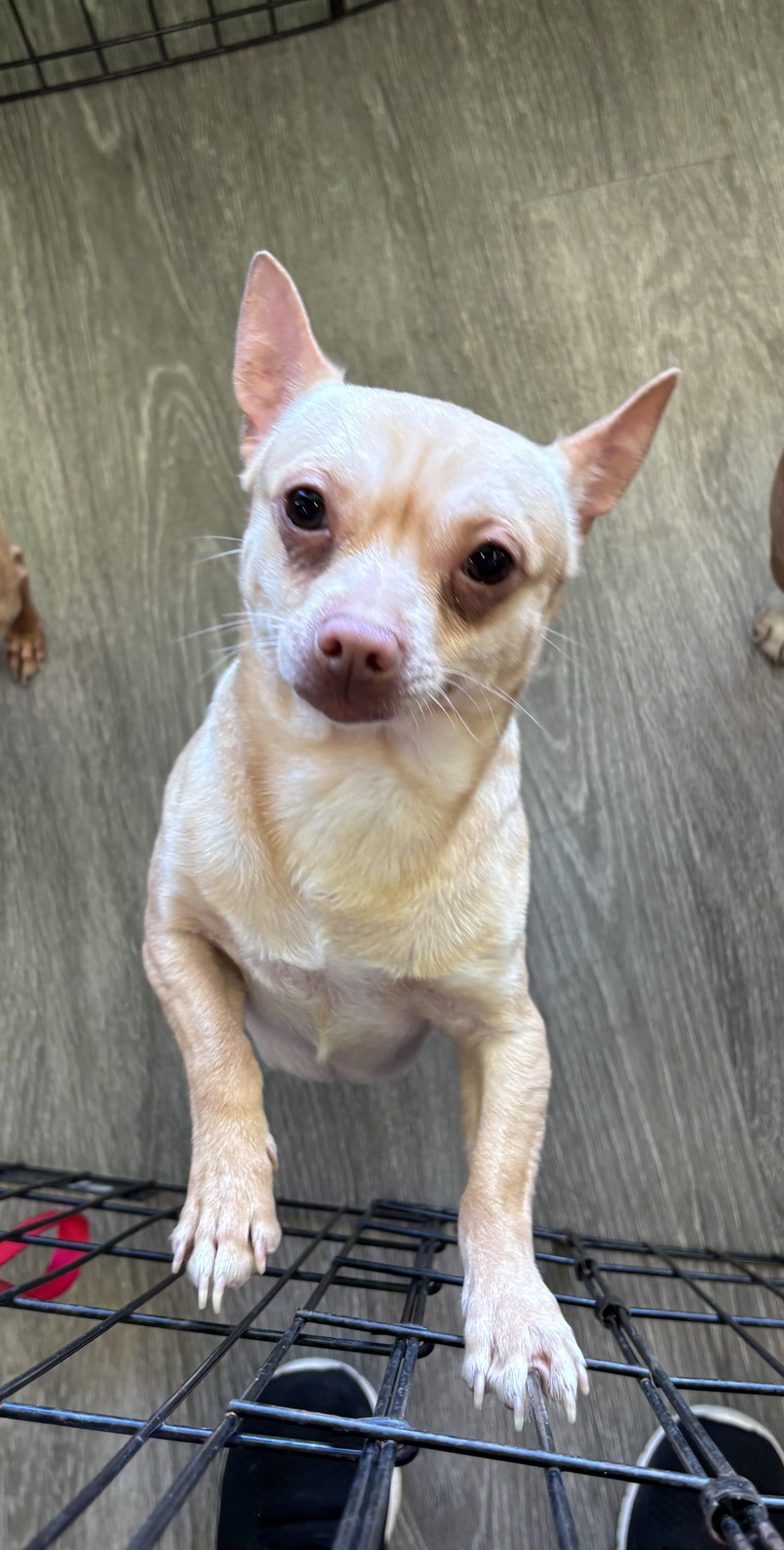 Prince 8 lbs , a ADOPTABLE Chihuahua in White Lake, MI image 3/3