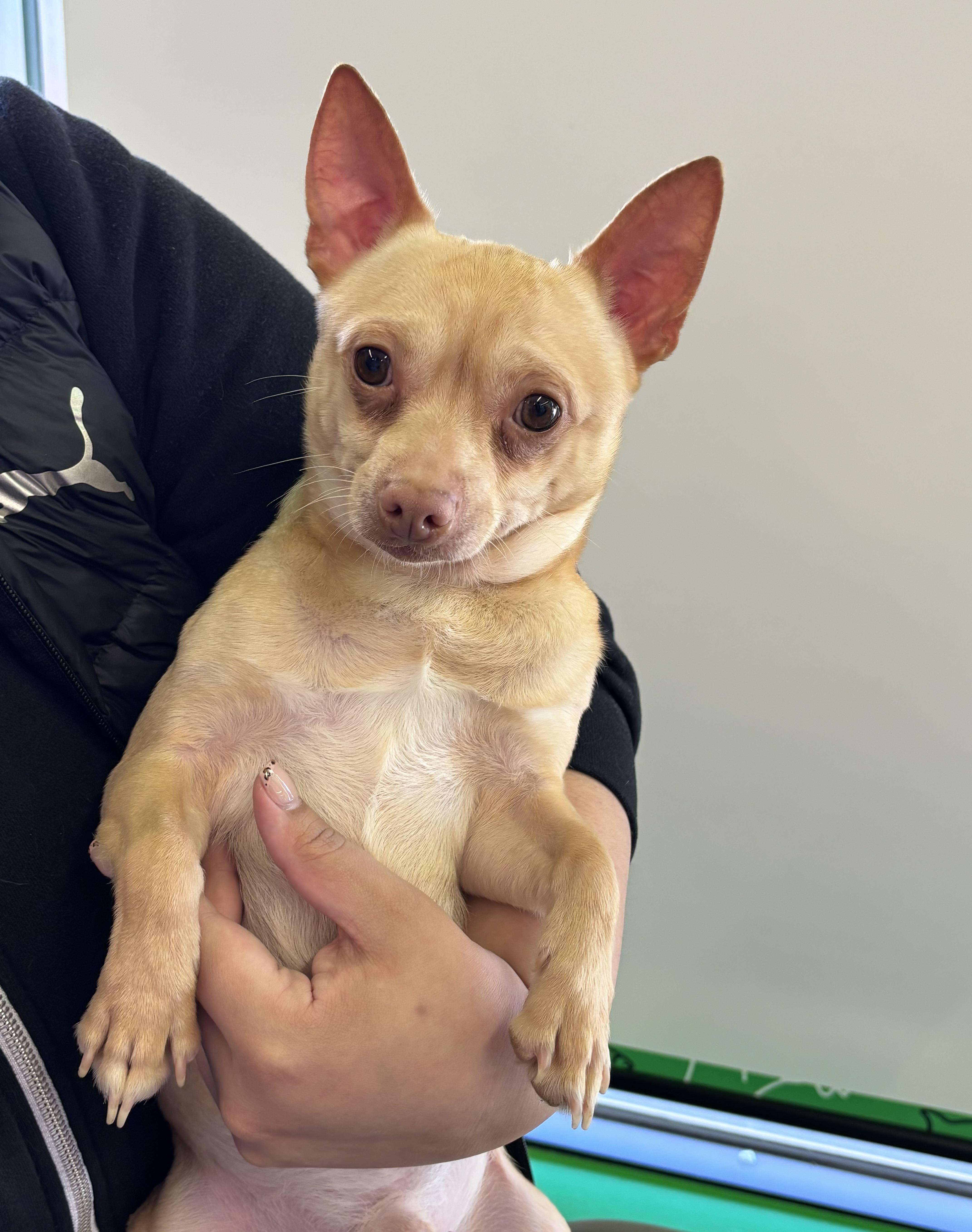 Prince 8 lbs , a ADOPTABLE Chihuahua in White Lake, MI image 1/3