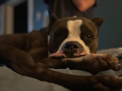Rick Sanchez, a Adoptable mixed breed in Atlanta, GA image 2/3