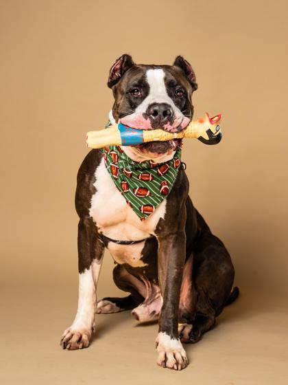 Rick Sanchez, a Adoptable mixed breed in Atlanta, GA image 3/3