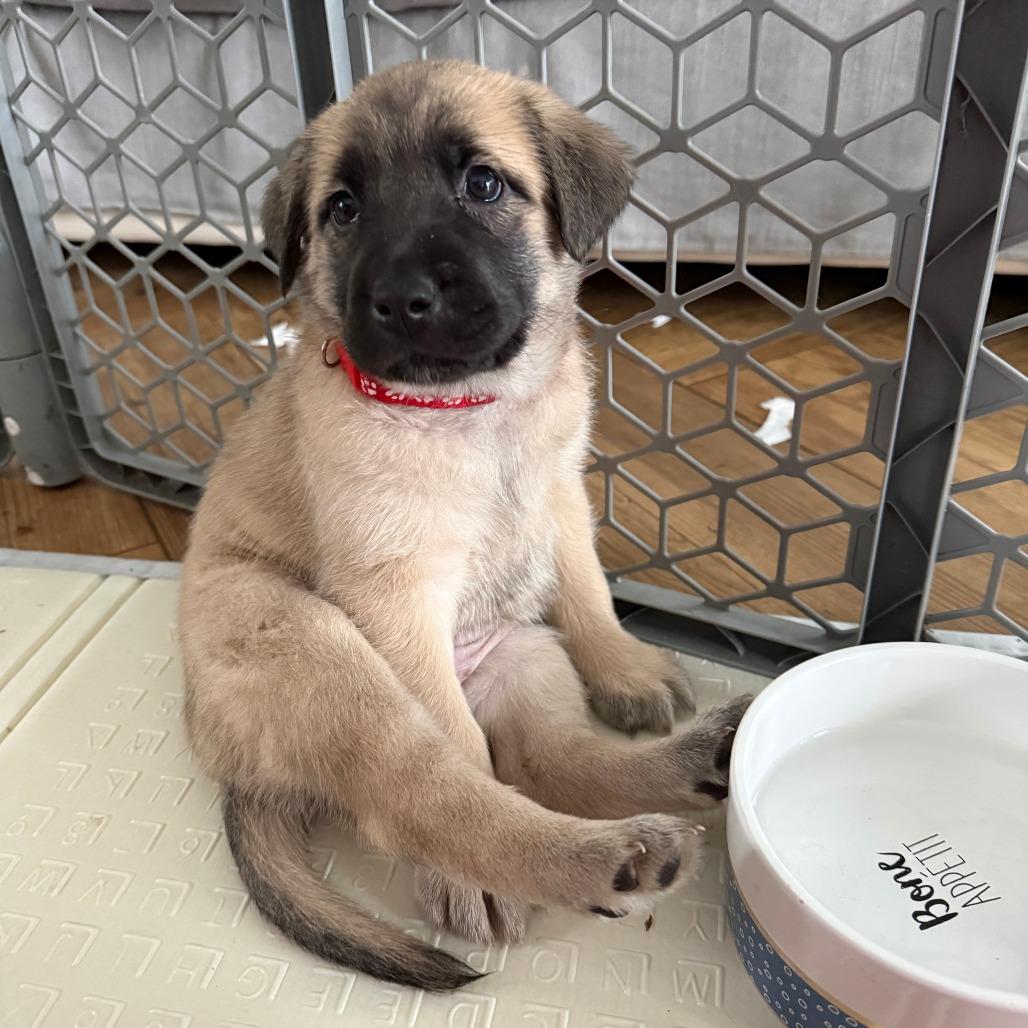 JJ, Adoptable, Puppy Female Retriever & Mixed Breed.