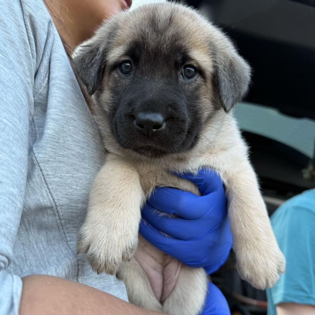 Enlarge JJ, a Adoptable mixed breed in Brooklyn, NY image 2/6